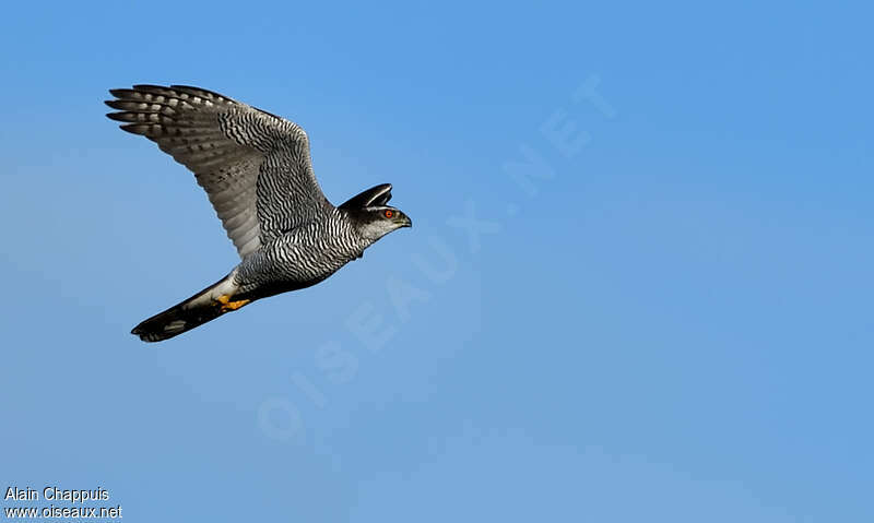 Northern Goshawk male adult, identification, Flight, fishing/hunting