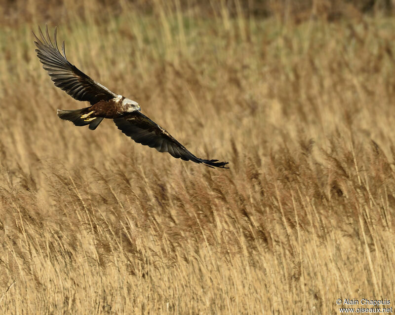 Western Marsh Harrier female adult, identification, Flight, Behaviour