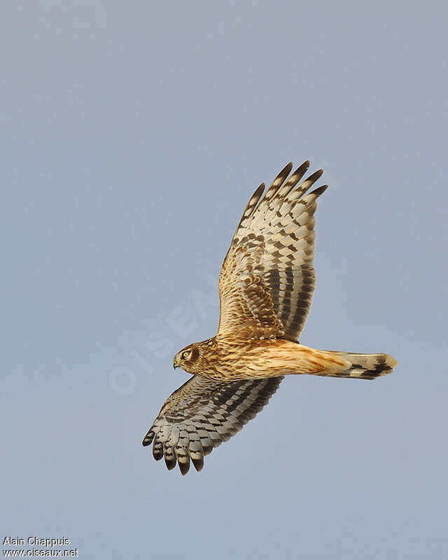 Hen Harrier female adult, pigmentation, Flight, Behaviour