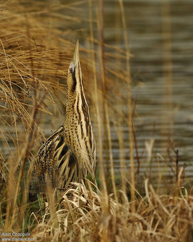 Eurasian Bitternadult, camouflage, Behaviour