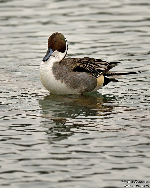 Northern Pintail male adult, identification, Behaviour