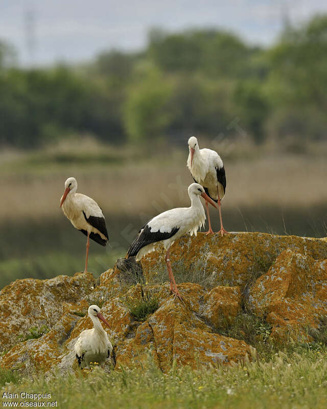 White Storkadult, habitat, Behaviour