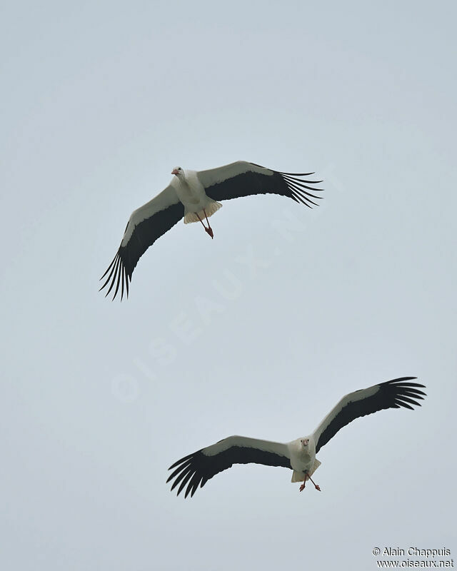 White Storkadult, identification, Flight, Behaviour