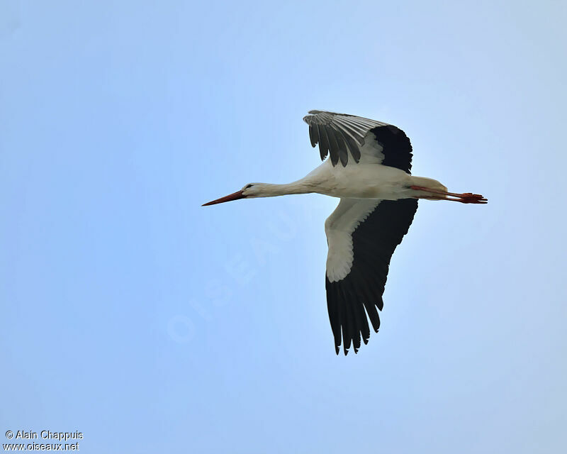 White Stork, identification, Flight, Behaviour