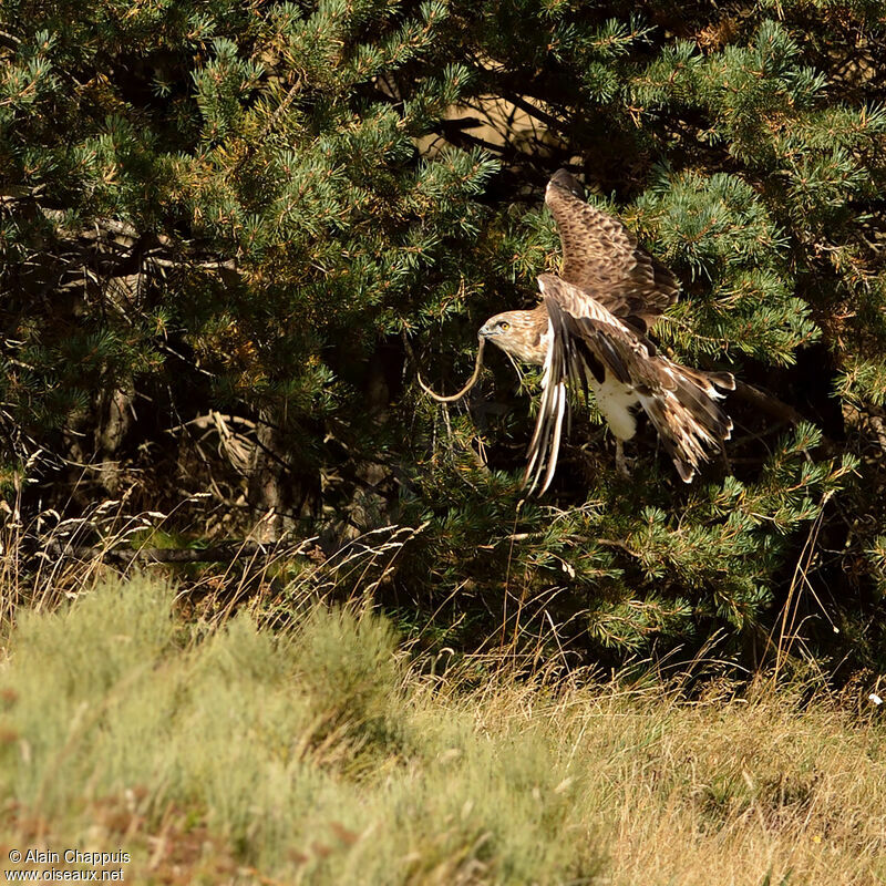 Short-toed Snake EagleFirst year, identification, Flight, feeding habits, Behaviour