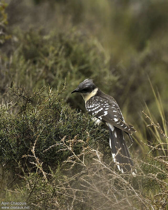 Great Spotted Cuckooadult, identification, Behaviour