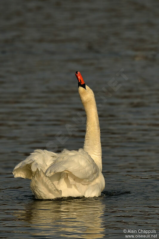 Mute Swan male adult, identification, Behaviour