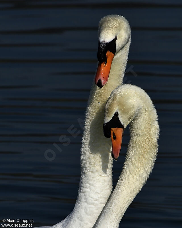 Mute Swan adult, identification, Reproduction-nesting, Behaviour