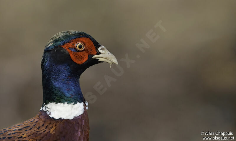 Common Pheasant male adult, close-up portrait, walking, eats