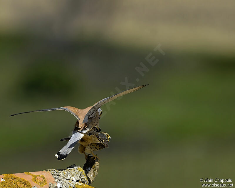 Lesser Kestrel adult, identification, Flight, Reproduction-nesting, Behaviour