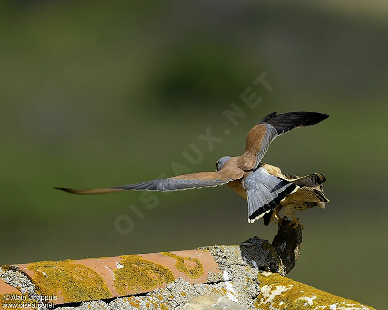 Lesser Kestrel adult, identification, Flight, Reproduction-nesting, Behaviour