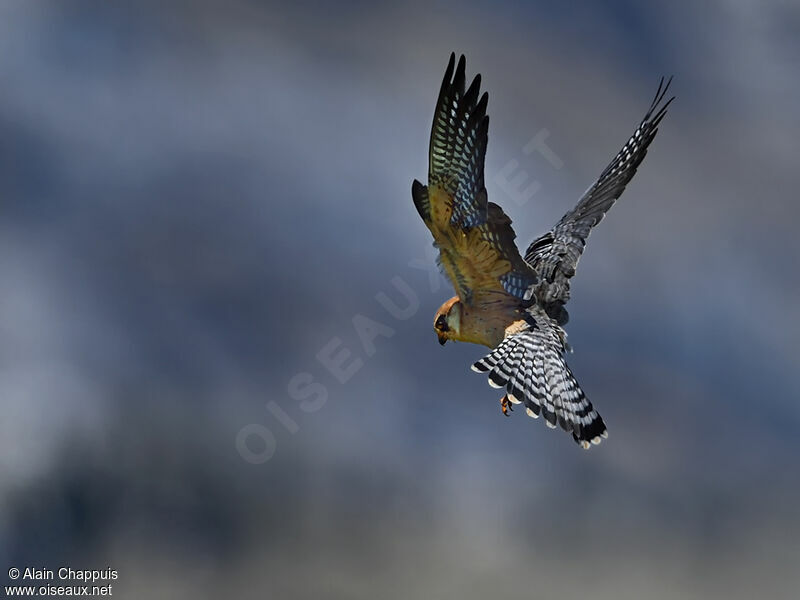Red-footed Falcon, identification, close-up portrait, Flight, fishing/hunting