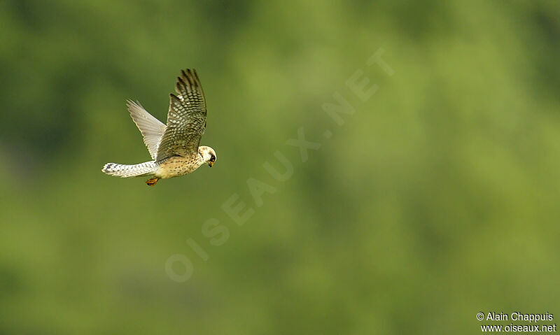 Red-footed Falcon female adult, identification, Flight, Behaviour