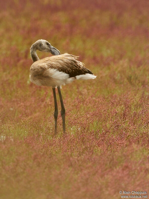 Greater FlamingoFirst year, identification, feeding habits, Behaviour