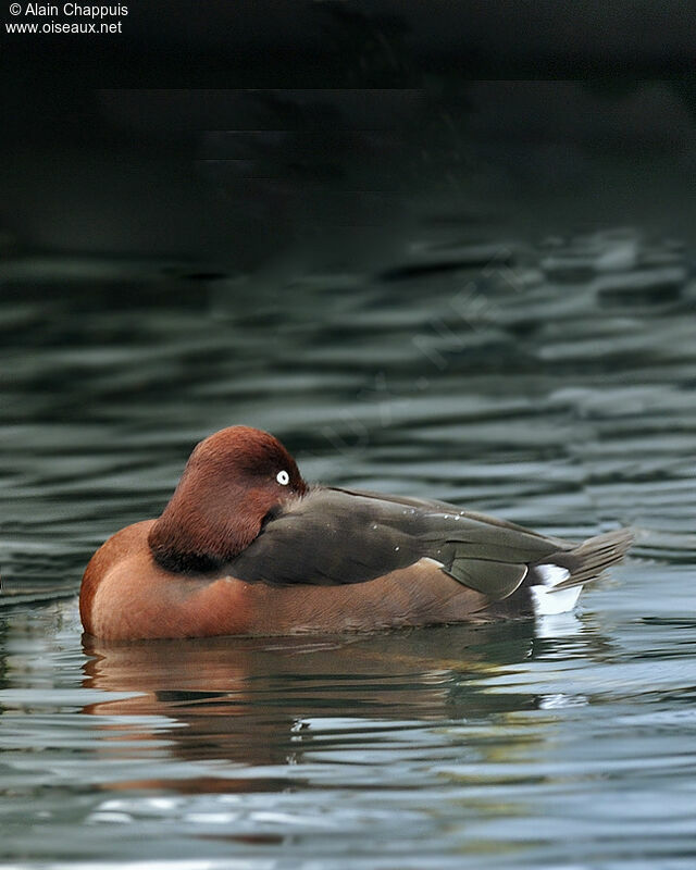Ferruginous Duck male adult, identification, Behaviour