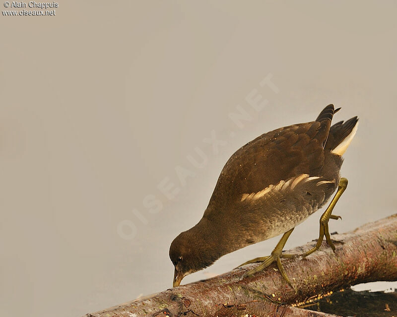 Gallinule poule-d'eauimmature, identification, Comportement