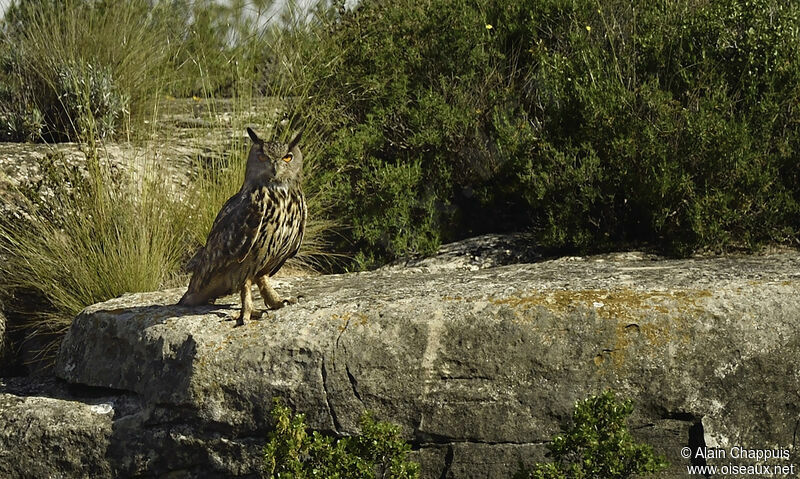 Eurasian Eagle-Owl, identification, Behaviour
