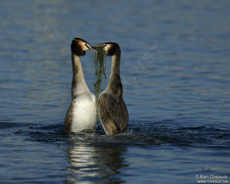 Great Crested Grebe adult, identification, Reproduction-nesting, Behaviour