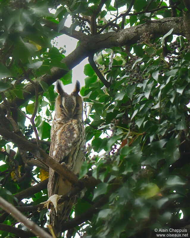 Long-eared Owladult, identification, Behaviour