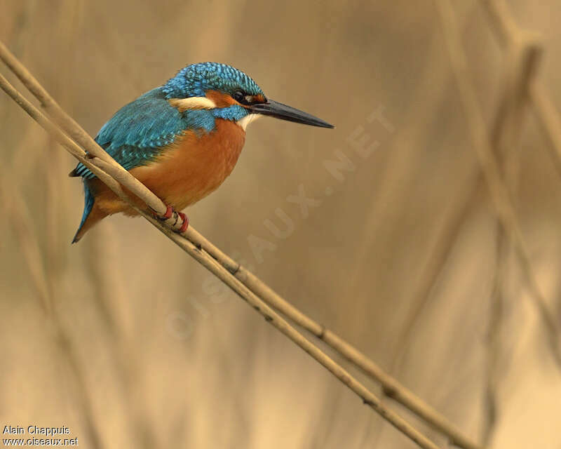 Common Kingfisher male adult post breeding, habitat, fishing/hunting, Behaviour