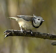 Crested Tit