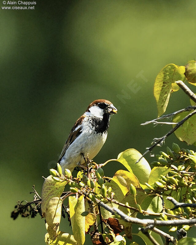 Italian Sparrow male adult breeding, identification, feeding habits, Reproduction-nesting, Behaviour