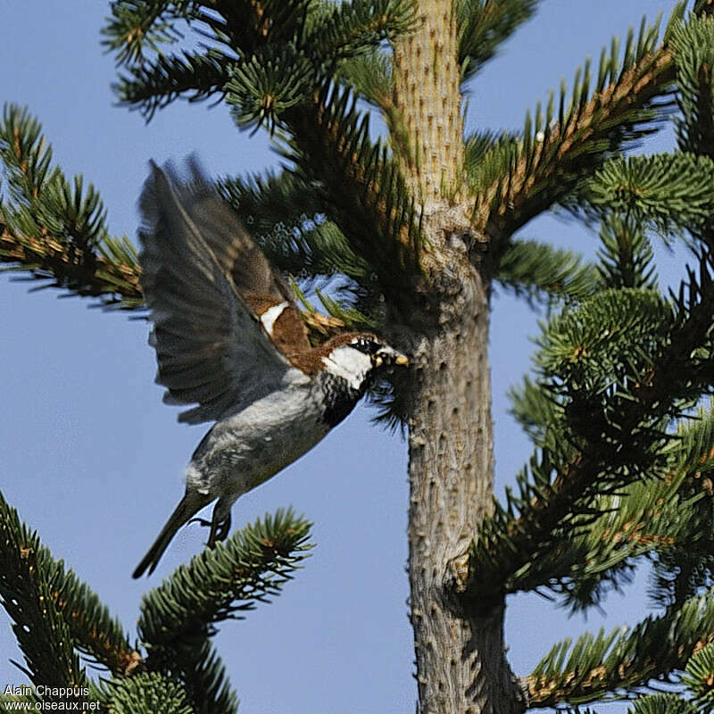 Italian Sparrow male adult breeding, Flight, feeding habits, Reproduction-nesting, Behaviour