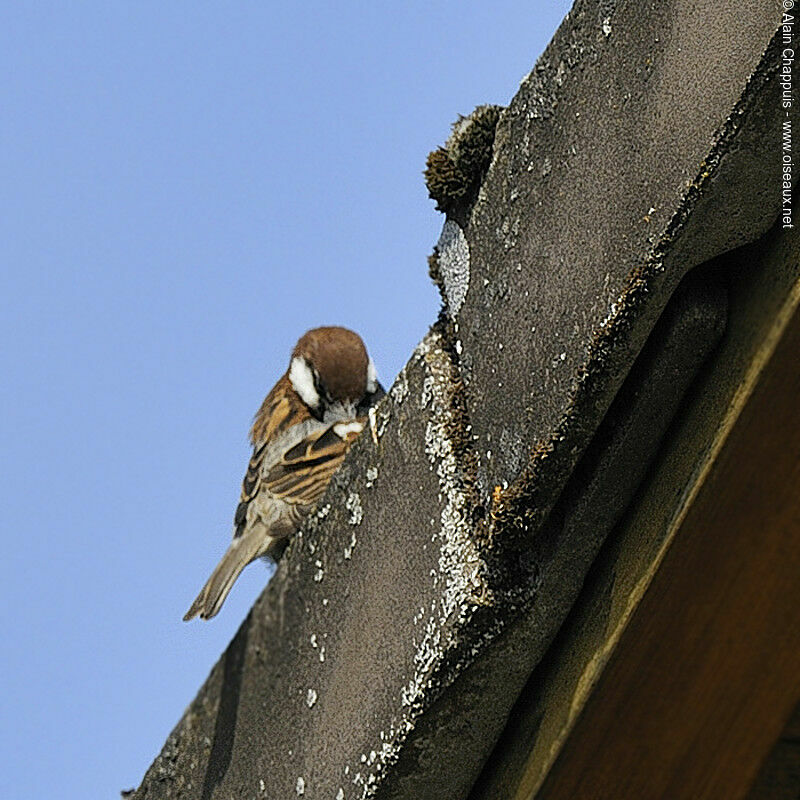 Italian Sparrow male adult breeding, identification, Behaviour
