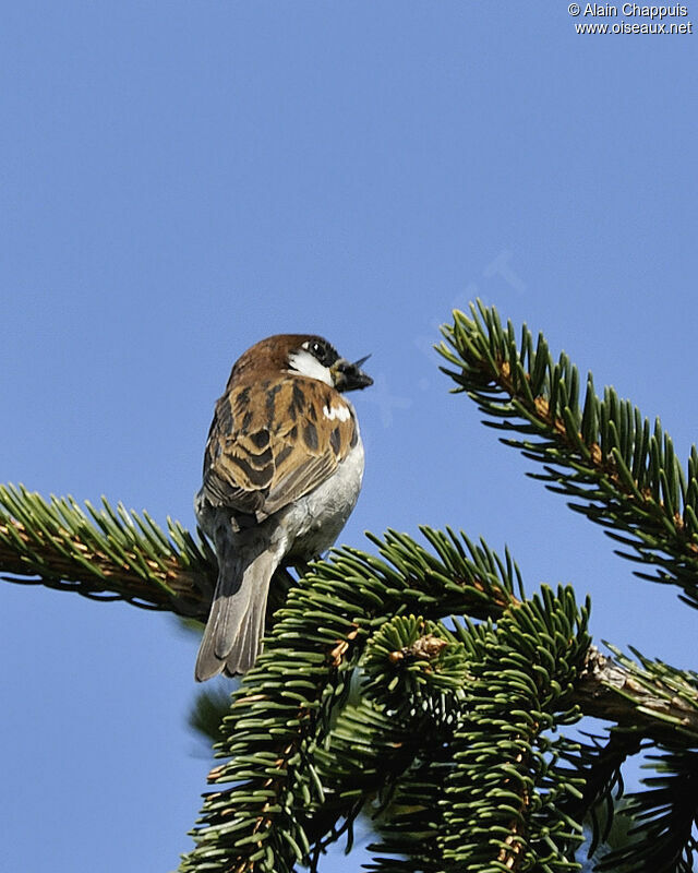 Italian Sparrow male adult breeding, identification, feeding habits, Reproduction-nesting, Behaviour