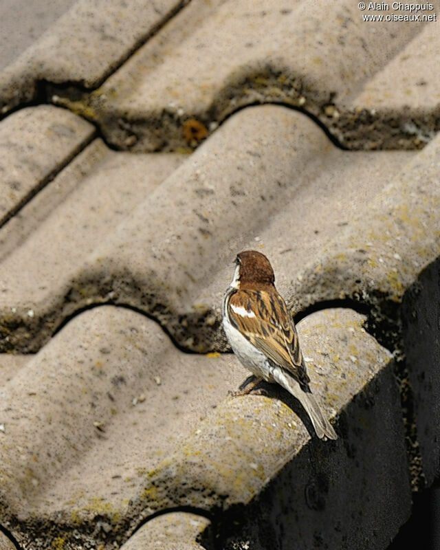Italian Sparrow male adult breeding, identification, Behaviour