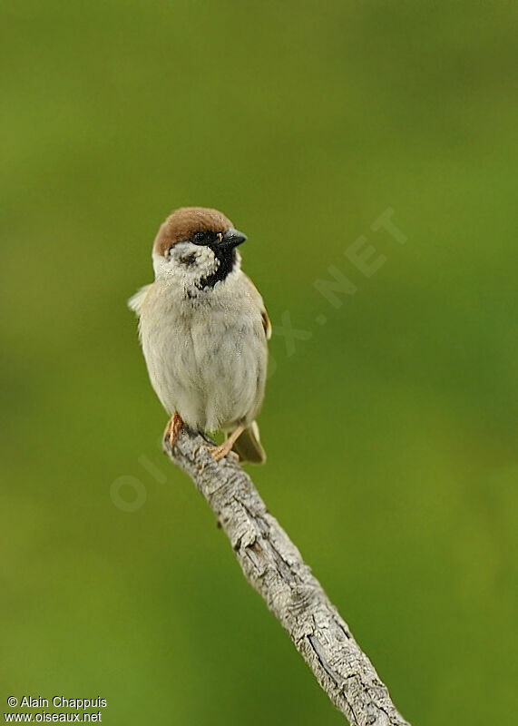 Eurasian Tree Sparrowadult breeding, identification, Behaviour