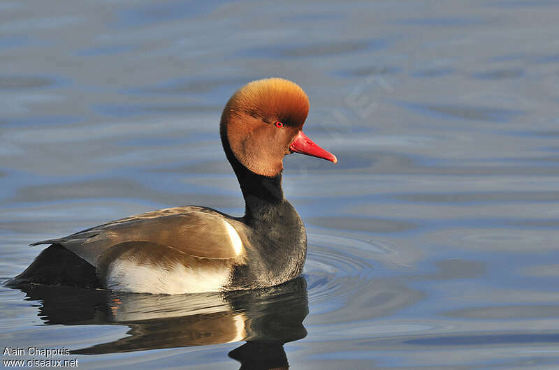 Red-crested Pochard male adult, courting display, Behaviour