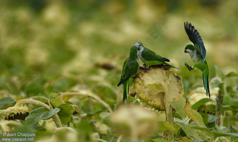 Monk Parakeet, identification, feeding habits, Behaviour