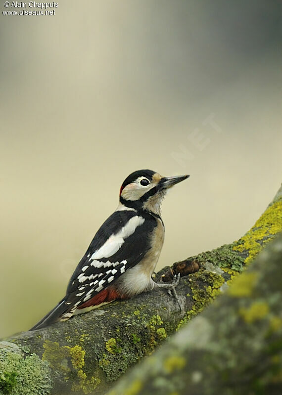 Great Spotted Woodpecker male adult, identification, feeding habits, Behaviour