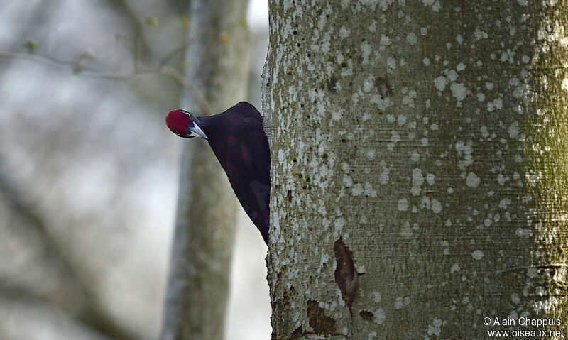 Black Woodpecker male adult, identification, Reproduction-nesting, Behaviour