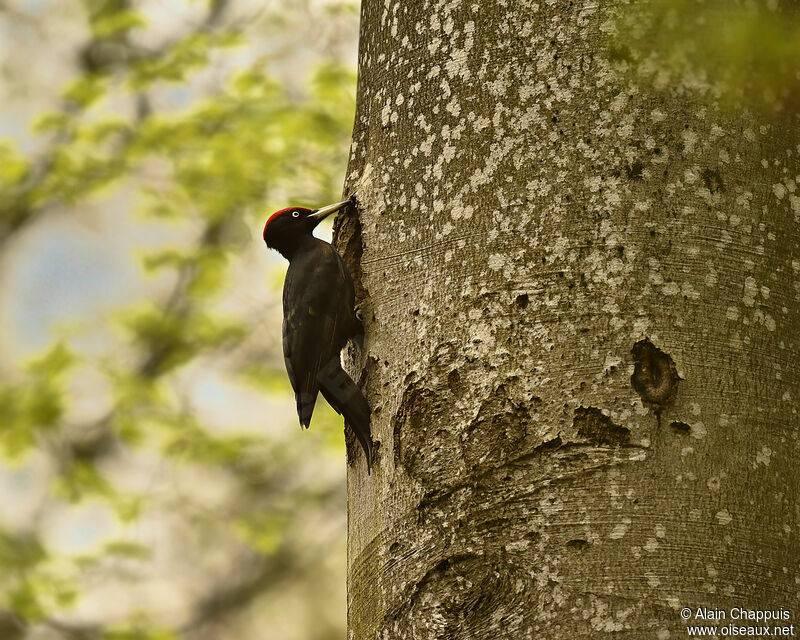 Black Woodpecker male adult, identification, Behaviour