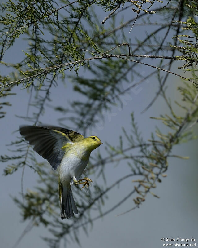 Wood Warbler, identification, Flight, Behaviour