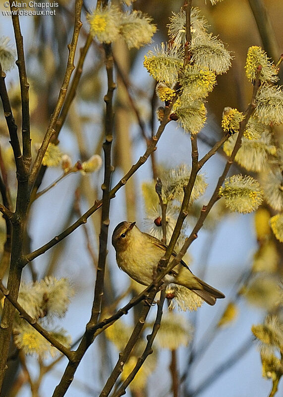 Common Chiffchaff male adult, identification, song, Behaviour
