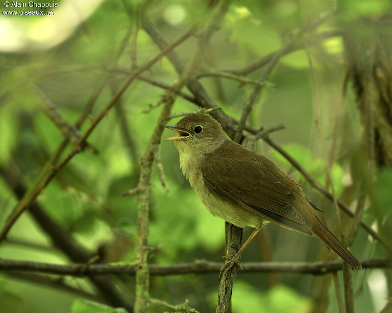 Common Nightingale male adult breeding, identification, song, Behaviour