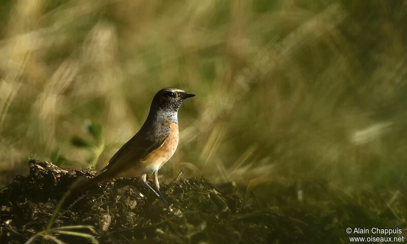 Common Redstart male adult, identification, moulting, walking, fishing/hunting
