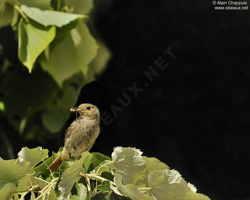Black Redstart female adult breeding, identification, feeding habits, Reproduction-nesting, Behaviour
