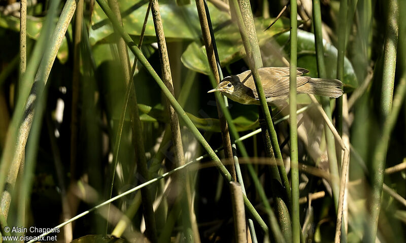 Eurasian Reed Warbleradult, identification, Behaviour