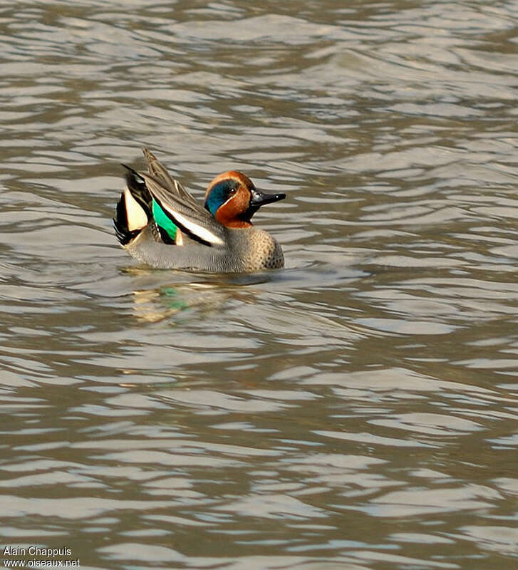 Eurasian Teal male adult, courting display, Behaviour