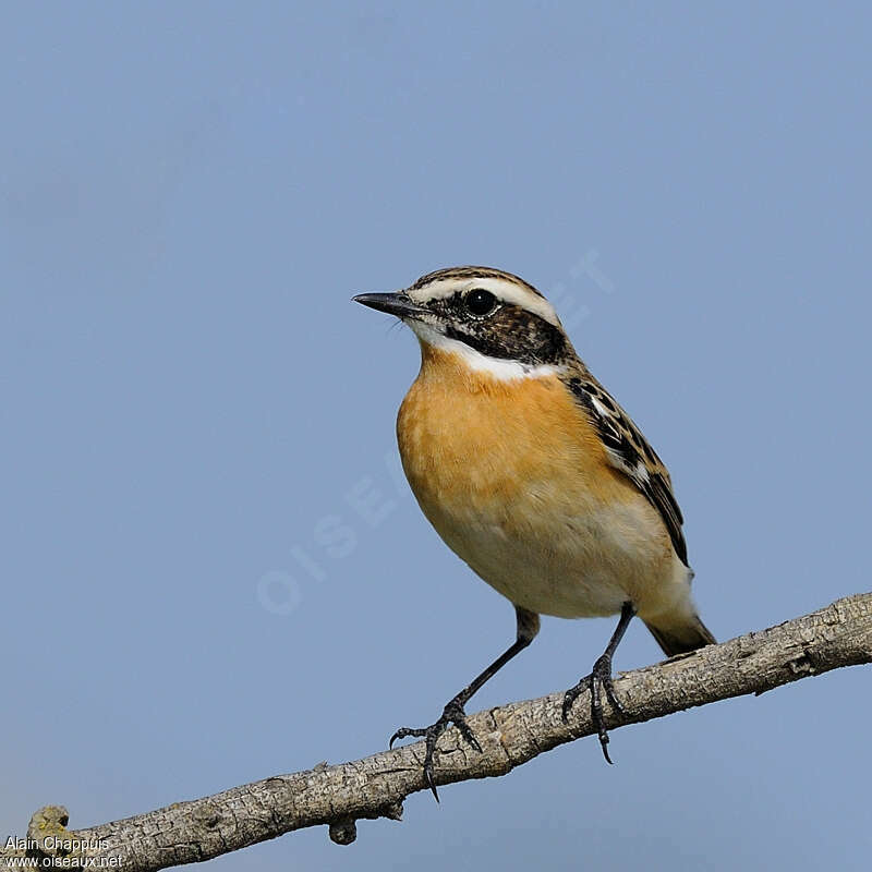 Whinchat male adult breeding, close-up portrait