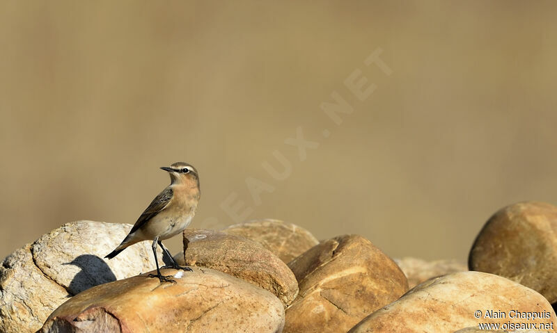 Northern Wheatearadult, identification, moulting, walking