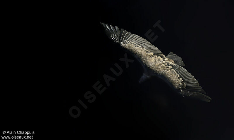 Griffon Vultureadult, identification, Flight, Behaviour